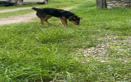 Mixed Breed dogs for adoption: 💖🐶 DAISY 🐶💖 - Image 9