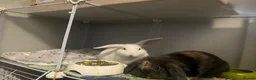 Mixed Breed rabbits for sale: 2 brothers, rabbits for sale  in Sandbach - Advert 14