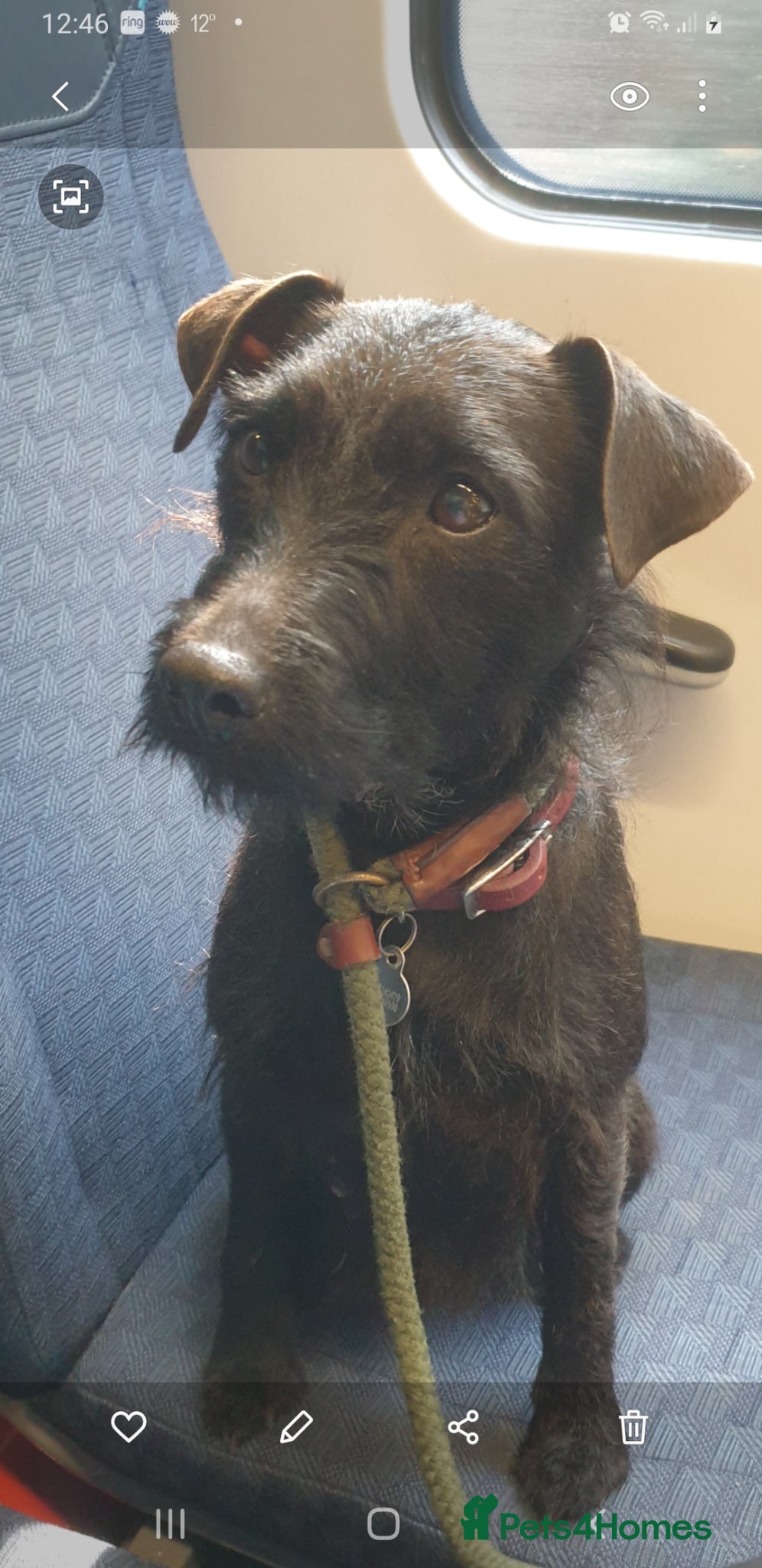 Mixed Breed dogs for sale: Patterdale terriers for sale - Advert 1