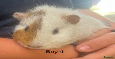 Guinea Pig rodents in Winsford - Advert 15