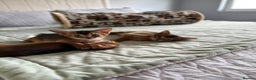 Abyssinian cats for sale: Pedigree Abyssinian kittens  - Advert 10