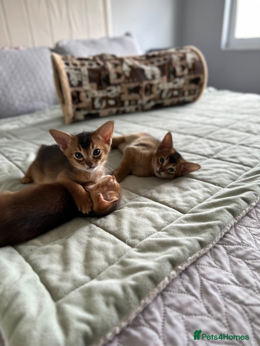 Abyssinian cats for sale: Pedigree Abyssinian kittens  - Advert 10