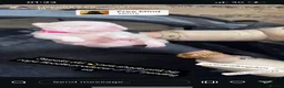 French Bulldog dogs for sale: Pink panther  - Advert 4