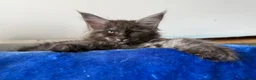 Maine Coon cats for sale: Maine coon kittens registered with GCCF - Advert 15