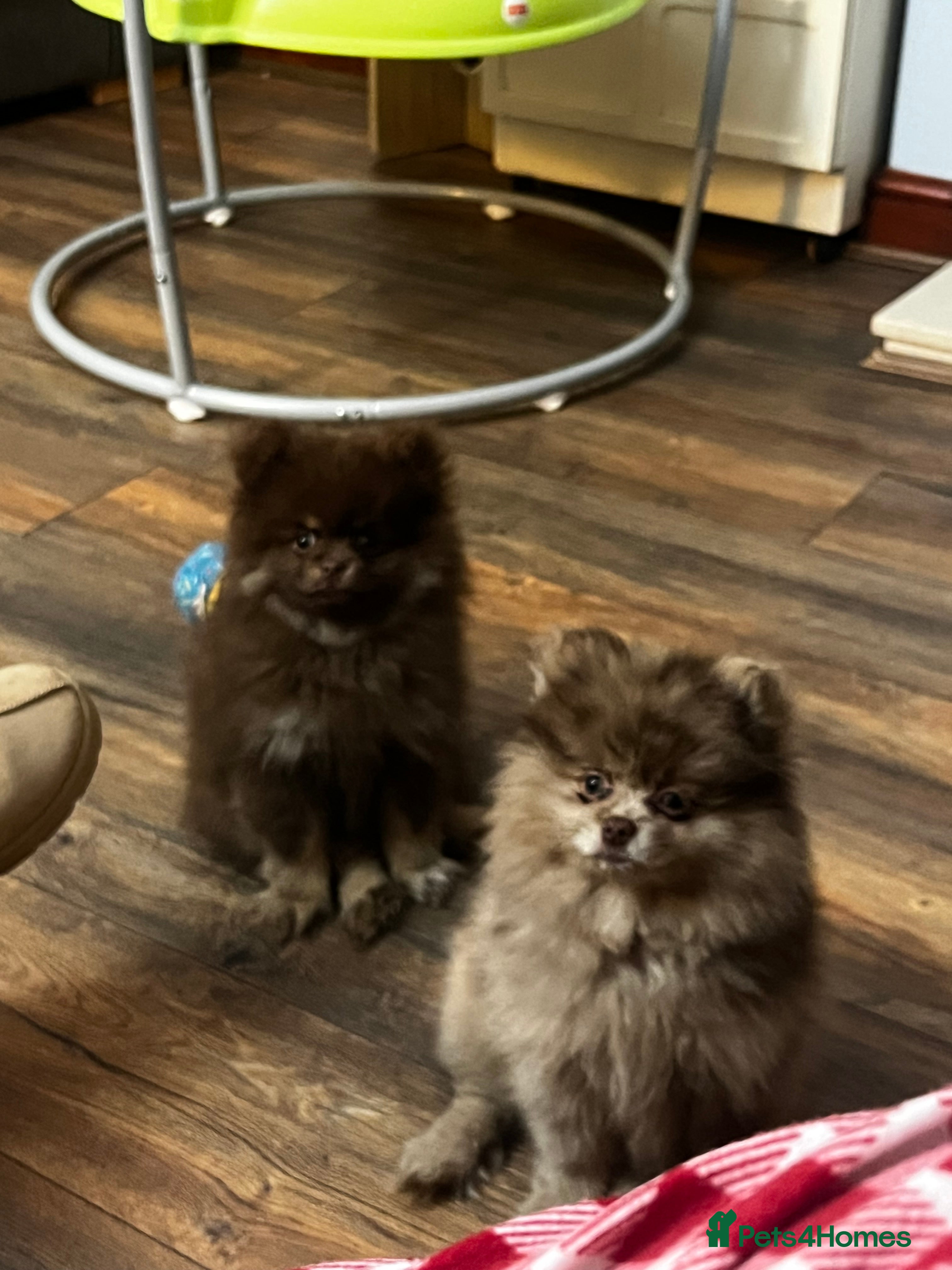 Pomeranian dogs READY NOW Super fluffy adorable Pomeranians  - Advert 11