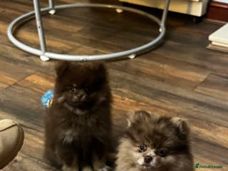 Pomeranian dogs READY NOW Super fluffy adorable Pomeranians - Advert 11
