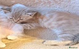 Ragdoll cats for sale: Sealpoint x kittens - Image 5