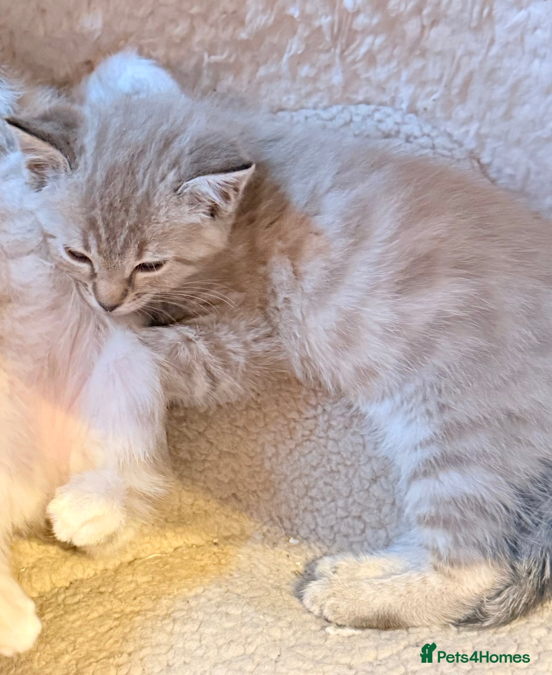 Ragdoll cats for sale: Sealpoint x kittens - Image 5