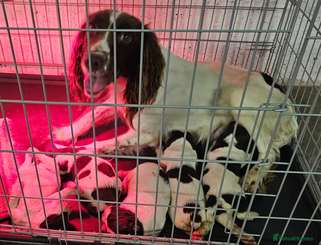 English Springer Spaniel dogs for sale: Working Springer Spaniel Pups L/w - Advert 13