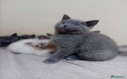 British Shorthair cats for sale: British shorthair kitten,  boy still available  - Image 4
