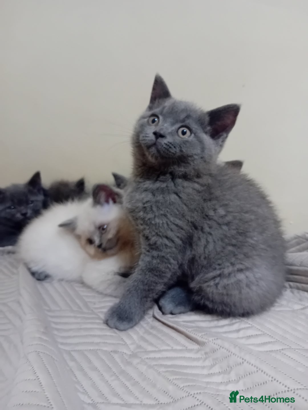 British Shorthair cats for sale: British shorthair kitten,  boy still available  - Image 4