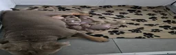 English Bulldog dogs for stud: Larry - Advert 6