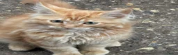Maine Coon cats for sale: Maine coon x turkish van  in Romford - Advert 5