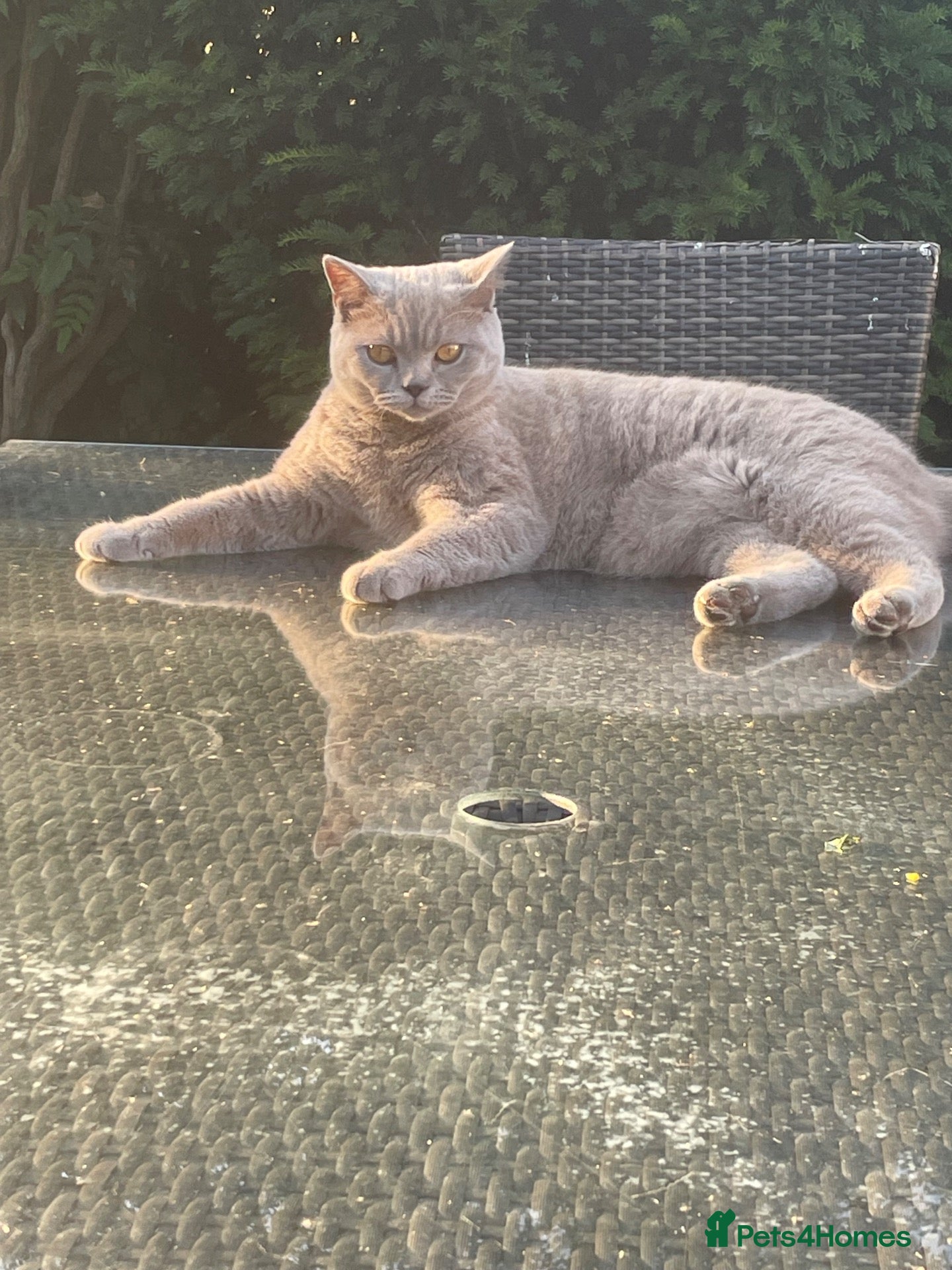 Mixed Breed cats Mixed black British shorthair kittens - Advert 1