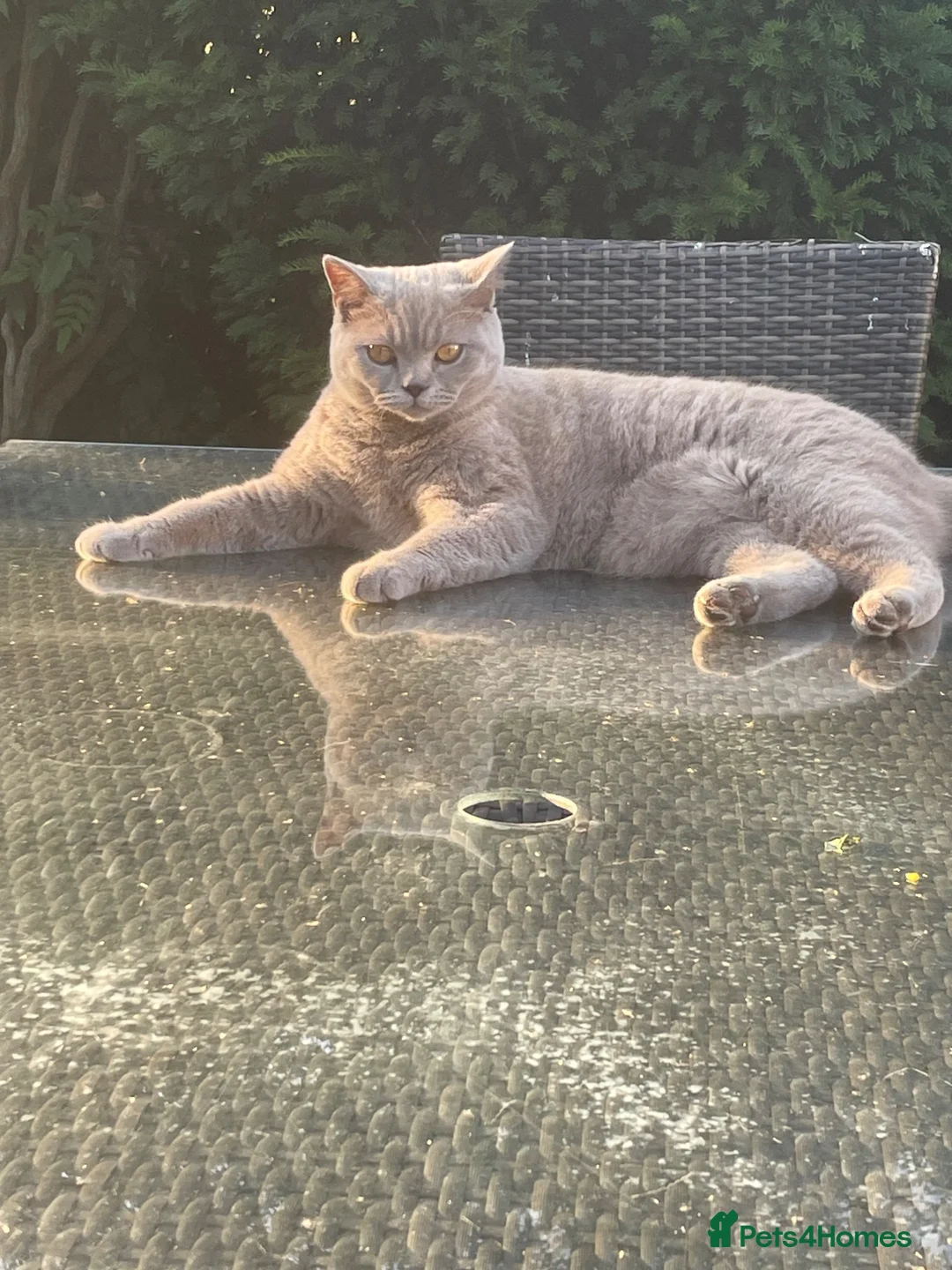 Mixed Breed cats for sale: Mixed black British shorthair kittens in Wareham - Advert 1