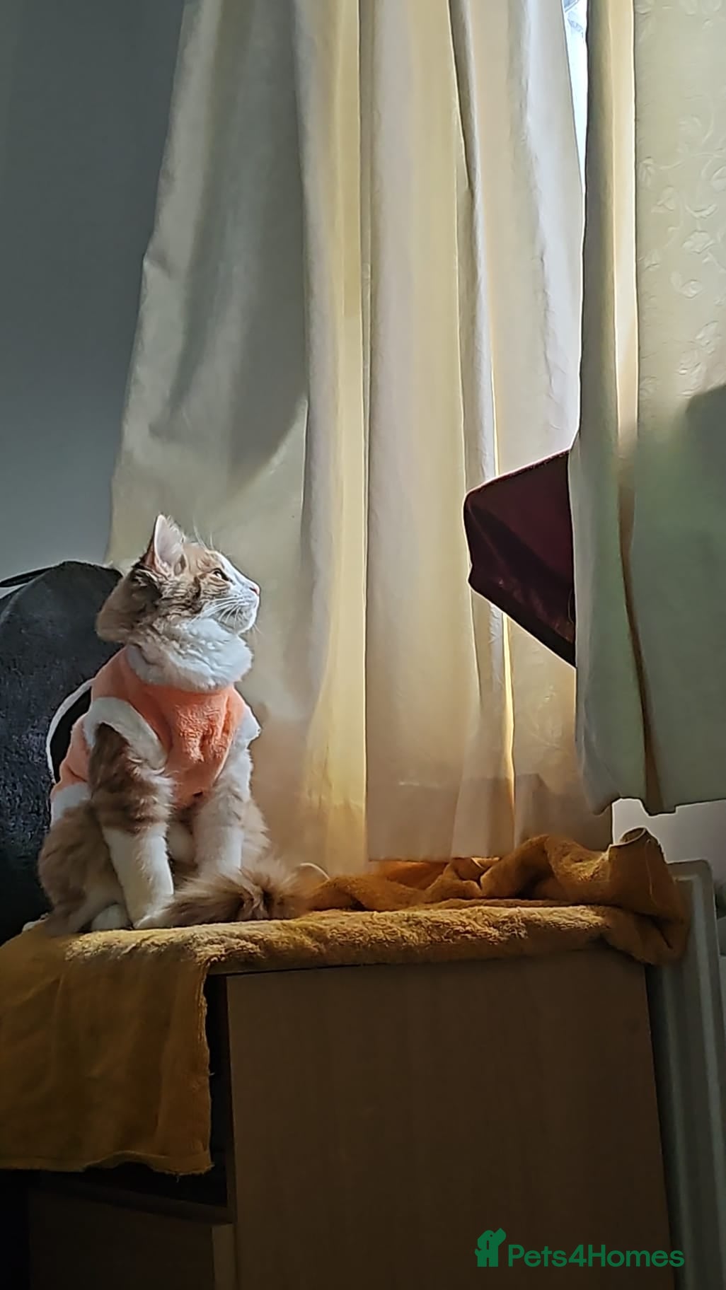 Mixed Breed cats Ketchup  - Advert 1