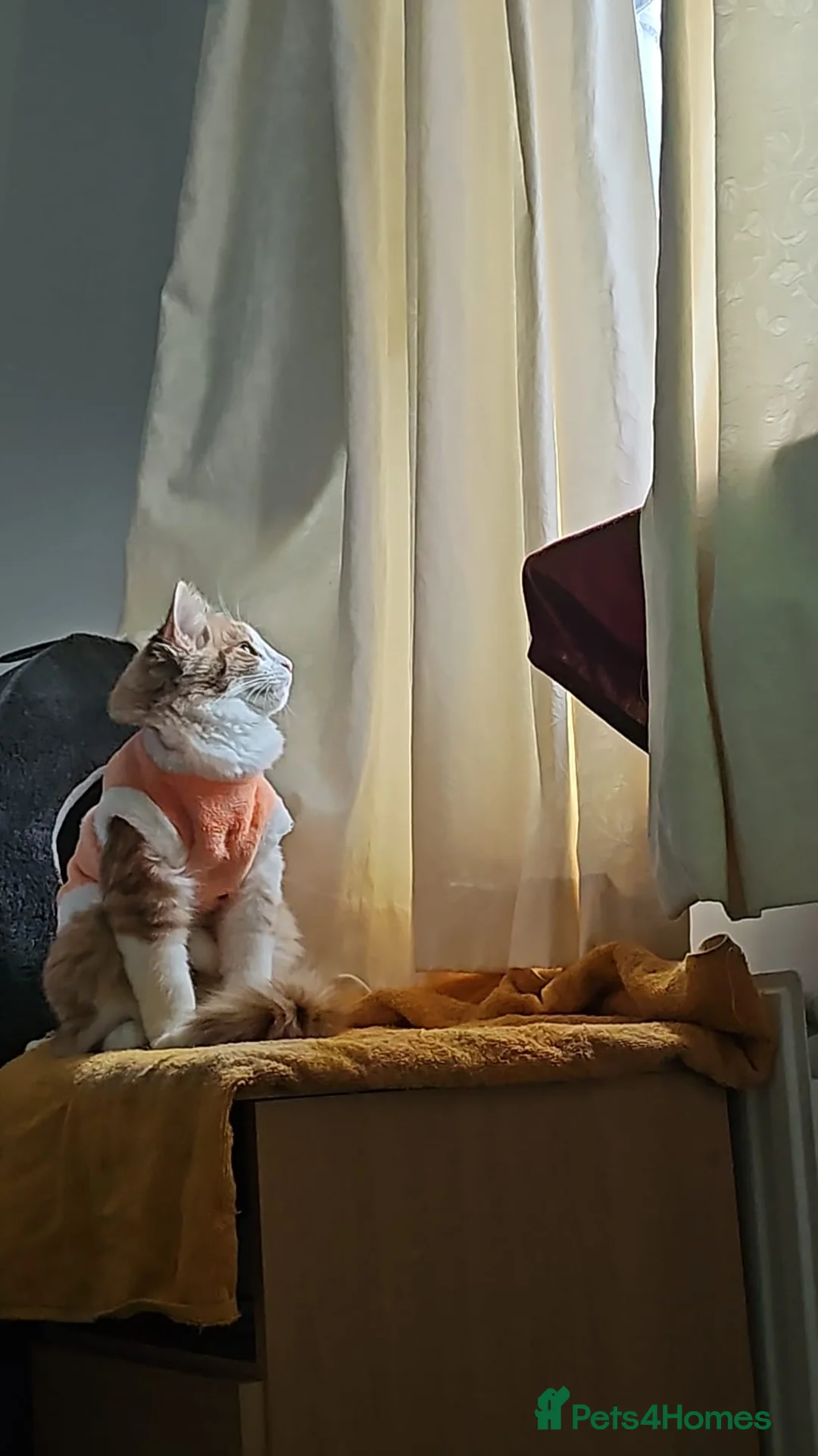 Mixed Breed cats for sale: Ketchup  - Advert 1