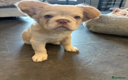 French Bulldog dogs for sale: 3 French bulldog puppies  - Image 5