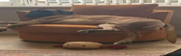 Boxer dogs for sale: Stunning Boxer puppies - Advert 9