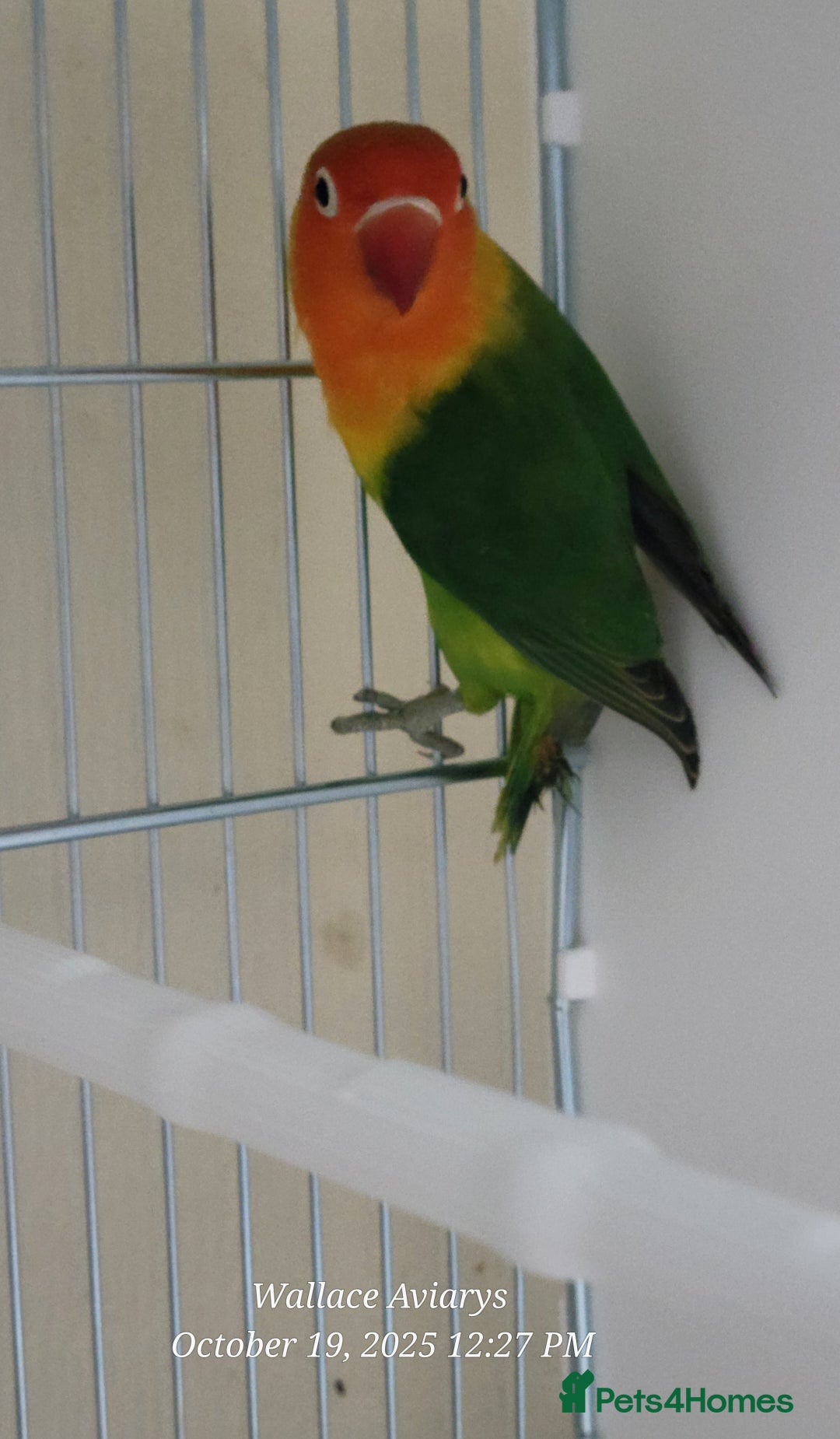 Budgerigars birds for sale: Lovebirds  - Advert 3