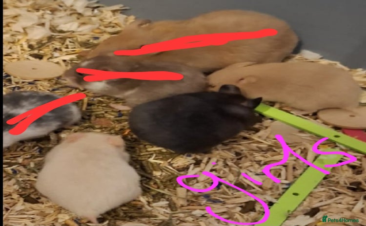 Hamster rodents - Advert 10
