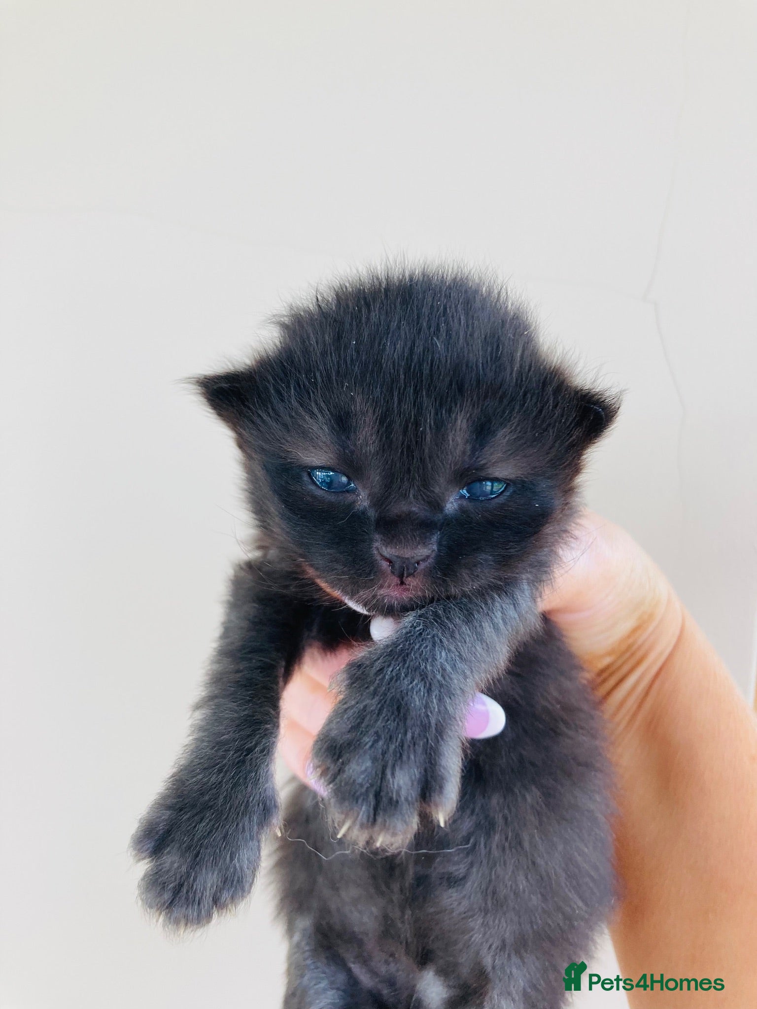 Mixed Breed cats Fluffy long hair kittens - Advert 12