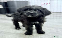 Mixed Breed dogs for sale: f1 St Berdoodle Pups - Image 15