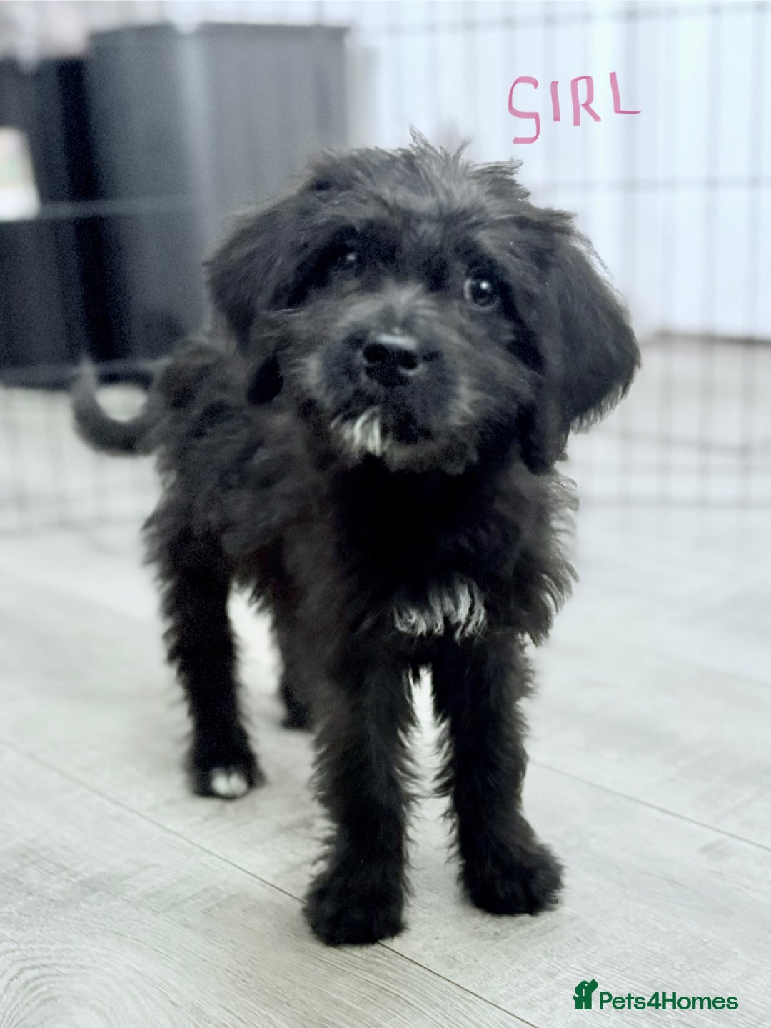 Mixed Breed dogs for sale: f1 St Berdoodle Pups - Image 15
