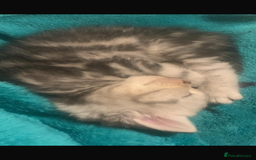 British Shorthair cats for sale: Rare silver tip British shorthair kittens - Advert 12