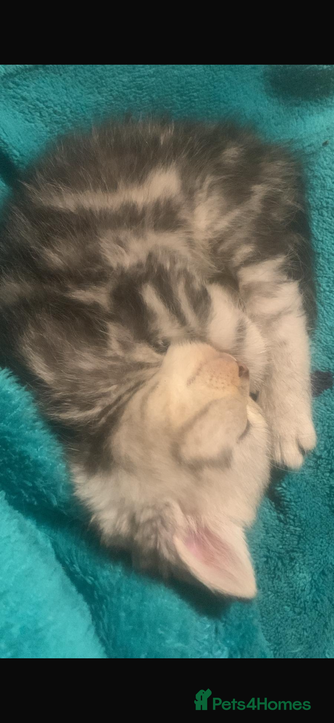 British Shorthair cats for sale: Rare silver tip British shorthair kittens - Advert 12