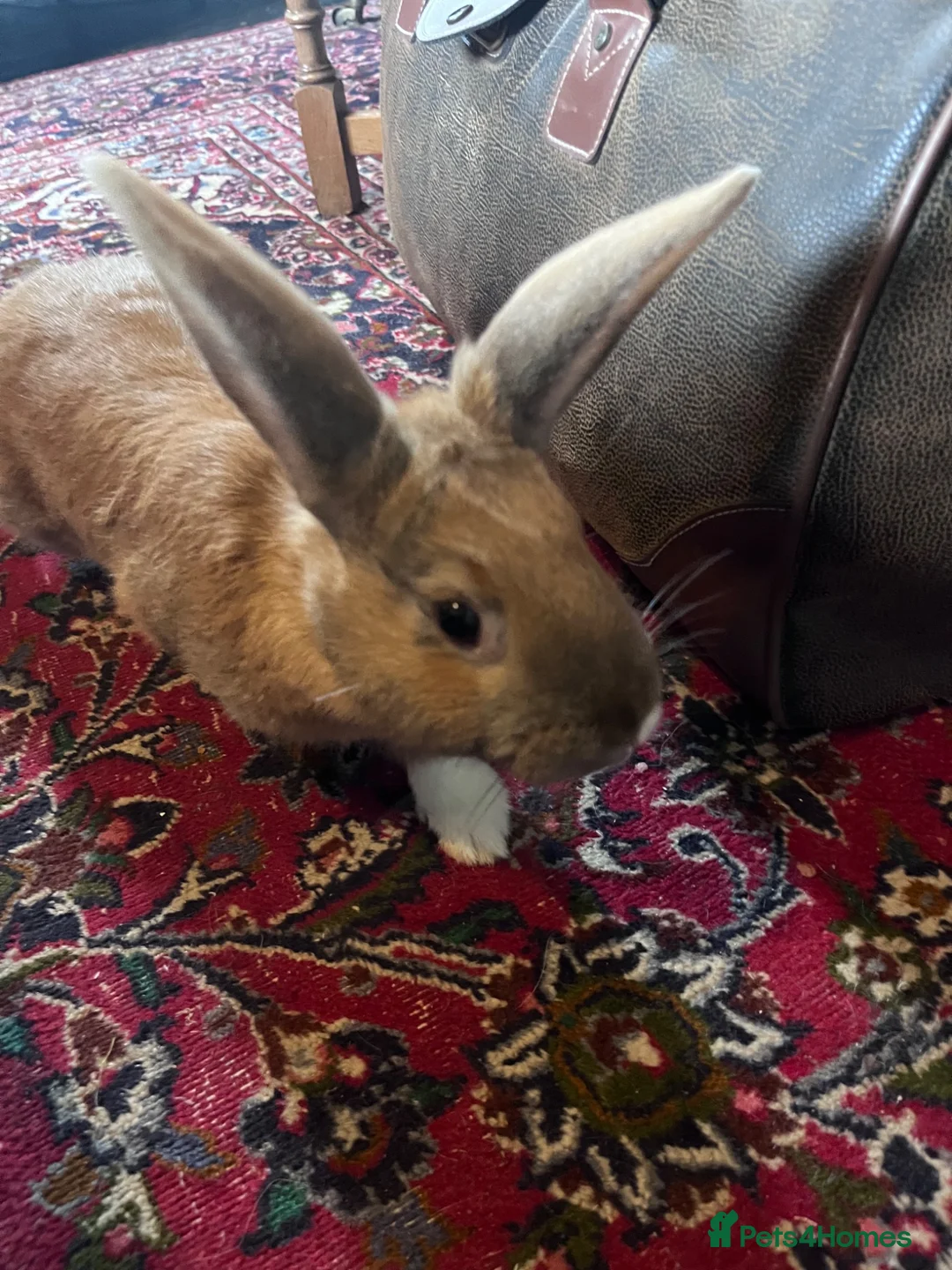 Mixed Breed rabbits for sale: Two Beautiful, Socialised Female Bunnies - Advert 5