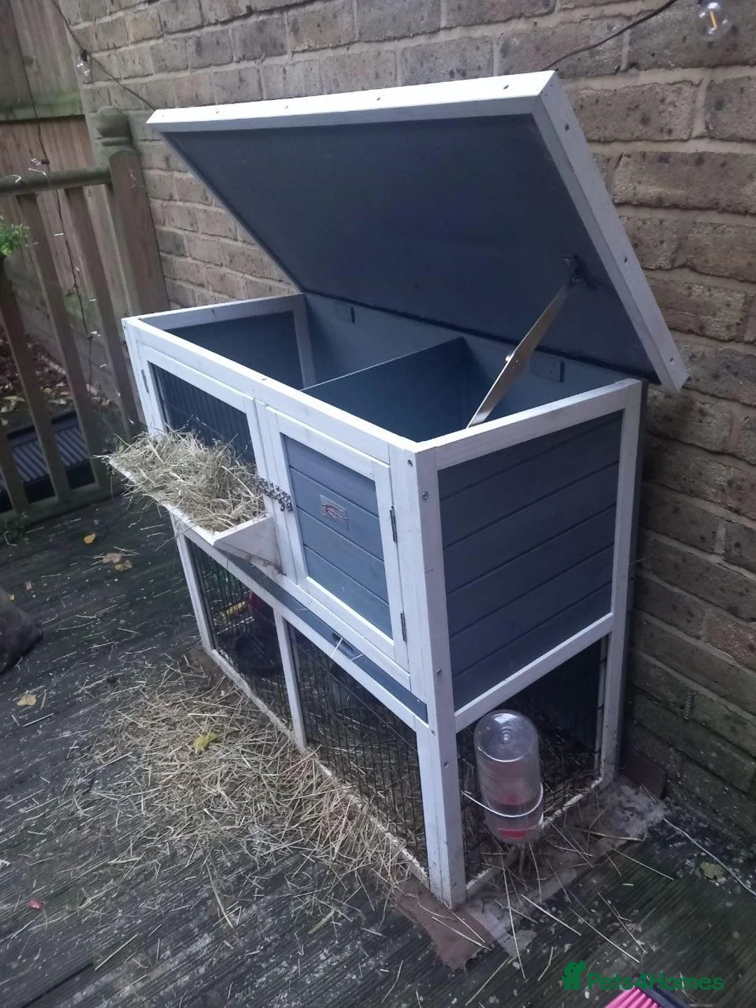 Guinea Pig rodents for sale: Guinea Pigs + Hutch  - Advert 13