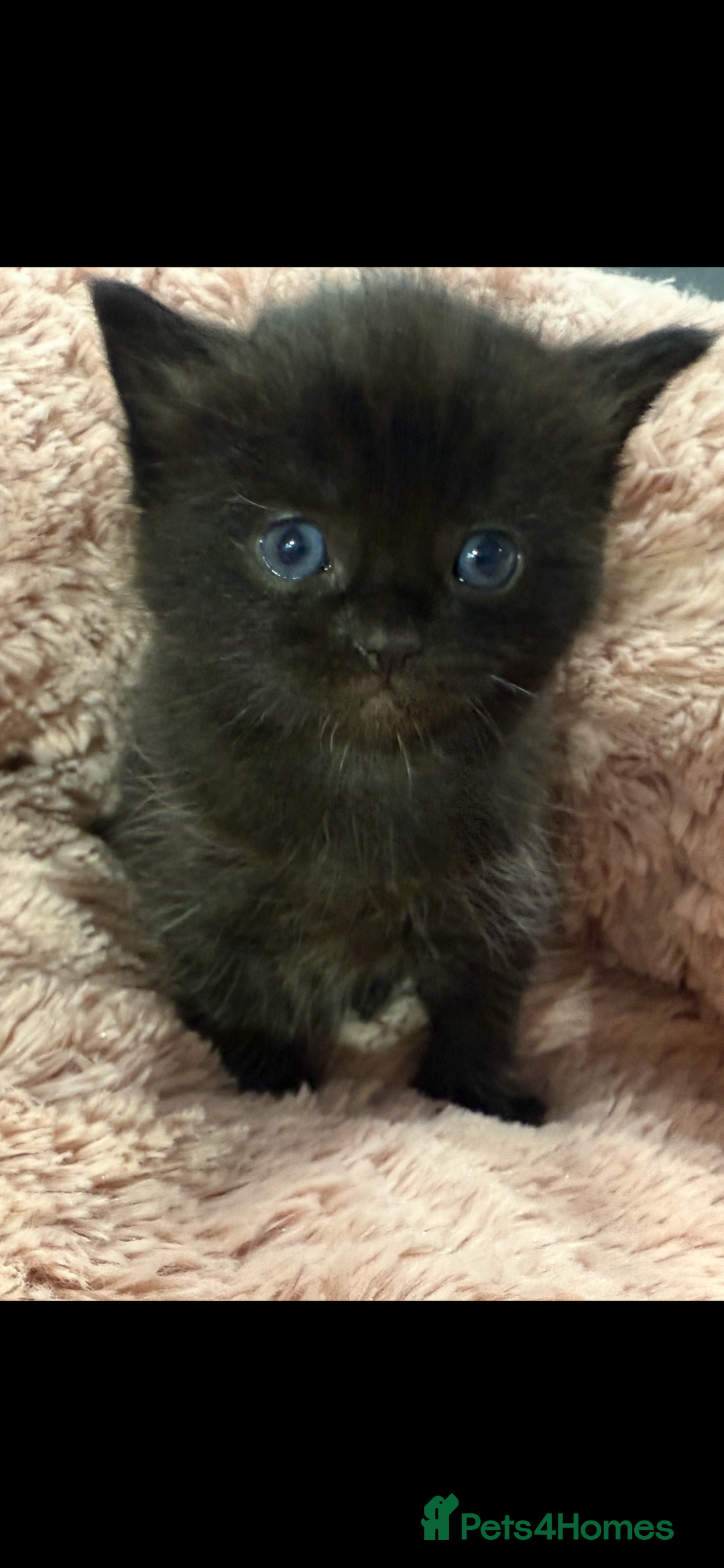 Mixed Breed cats for sale: Beautiful Ragdoll mixed kittens for Sale  - Advert 10