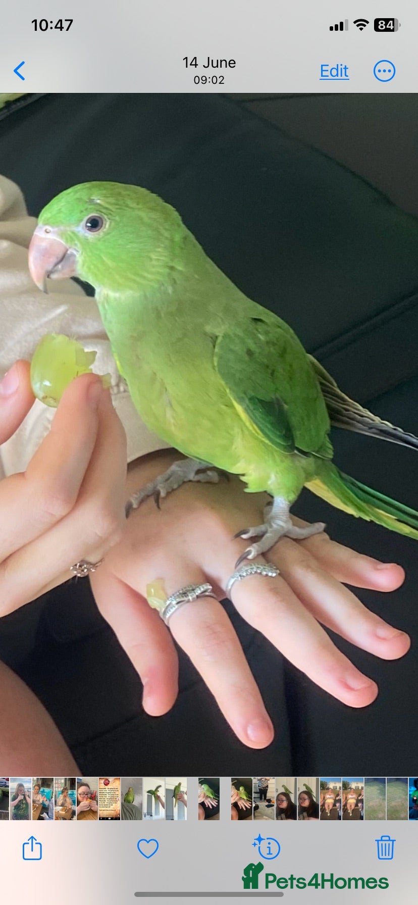 Ringnecks birds Female 3 year old Indian ringneck - Advert 1
