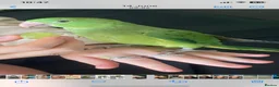Ringnecks birds for sale: Female 3 year old Indian ringneck - Advert 1