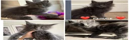 Maine Coon cats for sale: Maine coon TICA reg - Advert 7