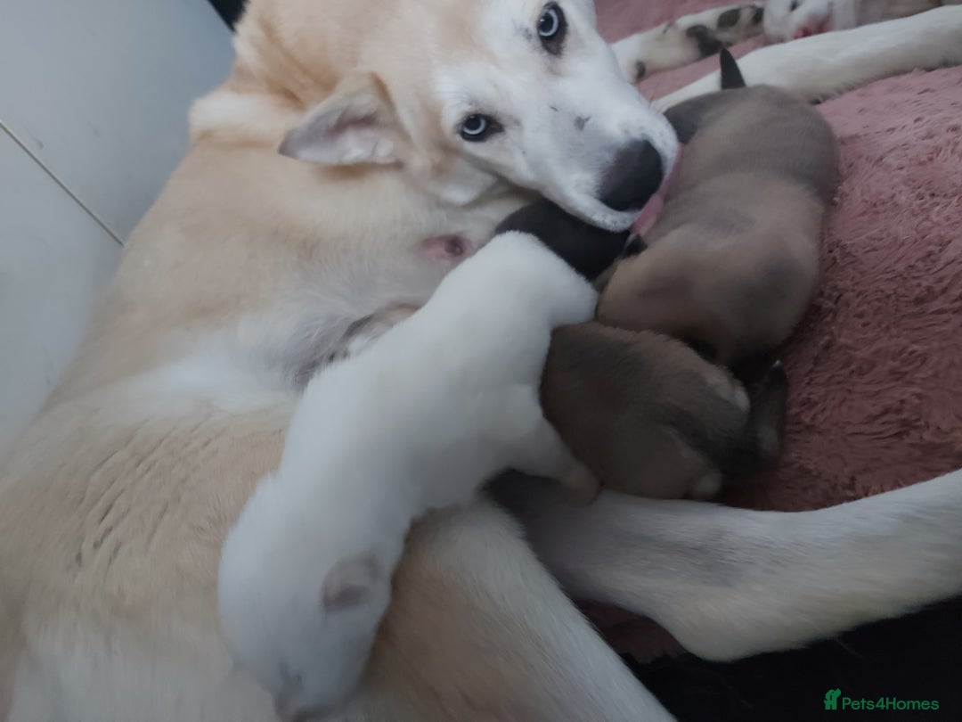 Mixed Breed dogs for sale: Huskita malamutes - Image 8