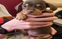 Mixed Breed dogs for sale: One lovely French Bulldog x Dachshund boy  Puppies - Image 3