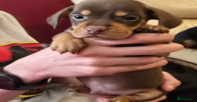 Mixed Breed dogs - Advert 15