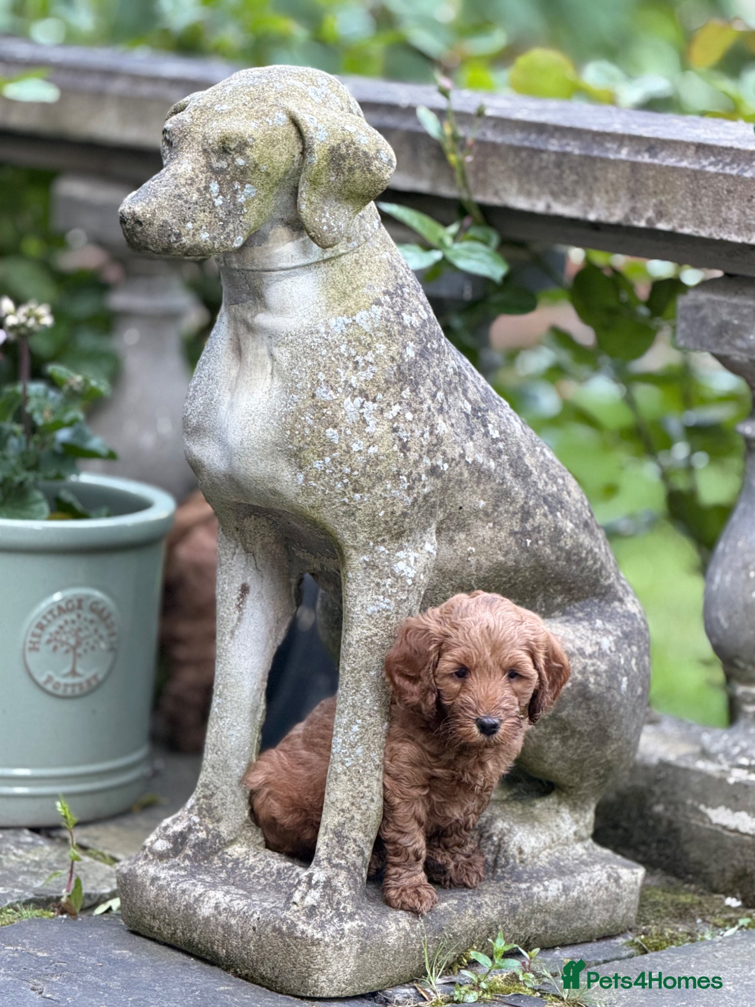 Cockapoo dogs Gorgeous F1B Tan Boy  - Advert 2