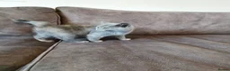 British Shorthair cats for sale: LAST 2 READY TO LEAVE £600 each!  - Advert 3