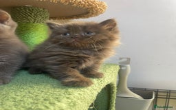 British Longhair cats for sale: Purebred Chocolate British longhair  kittens  - Image 1