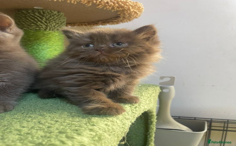 British Longhair cats - Advert 2
