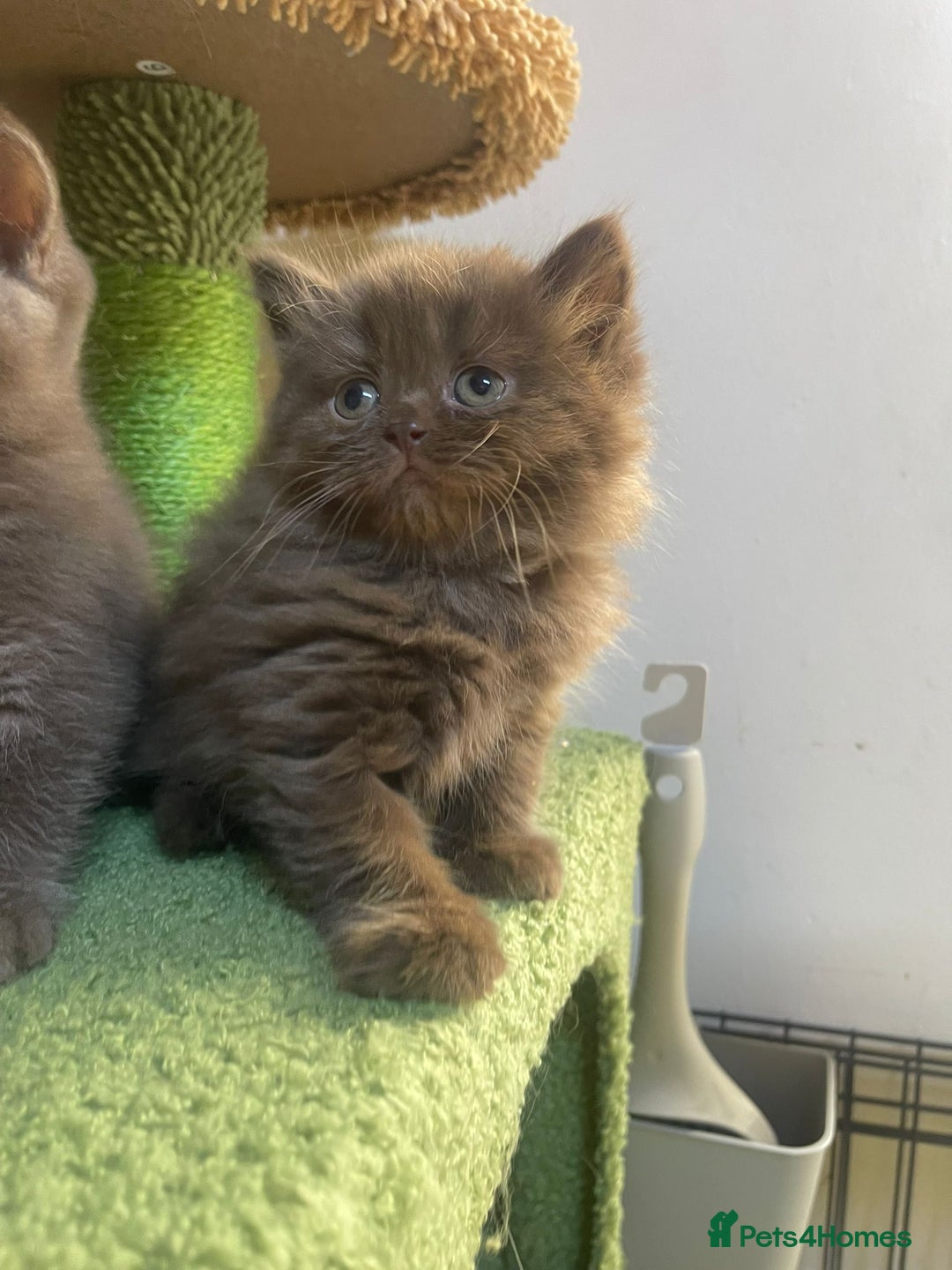 British Longhair cats for sale: Purebred Chocolate British longhair  kittens  - Image 1