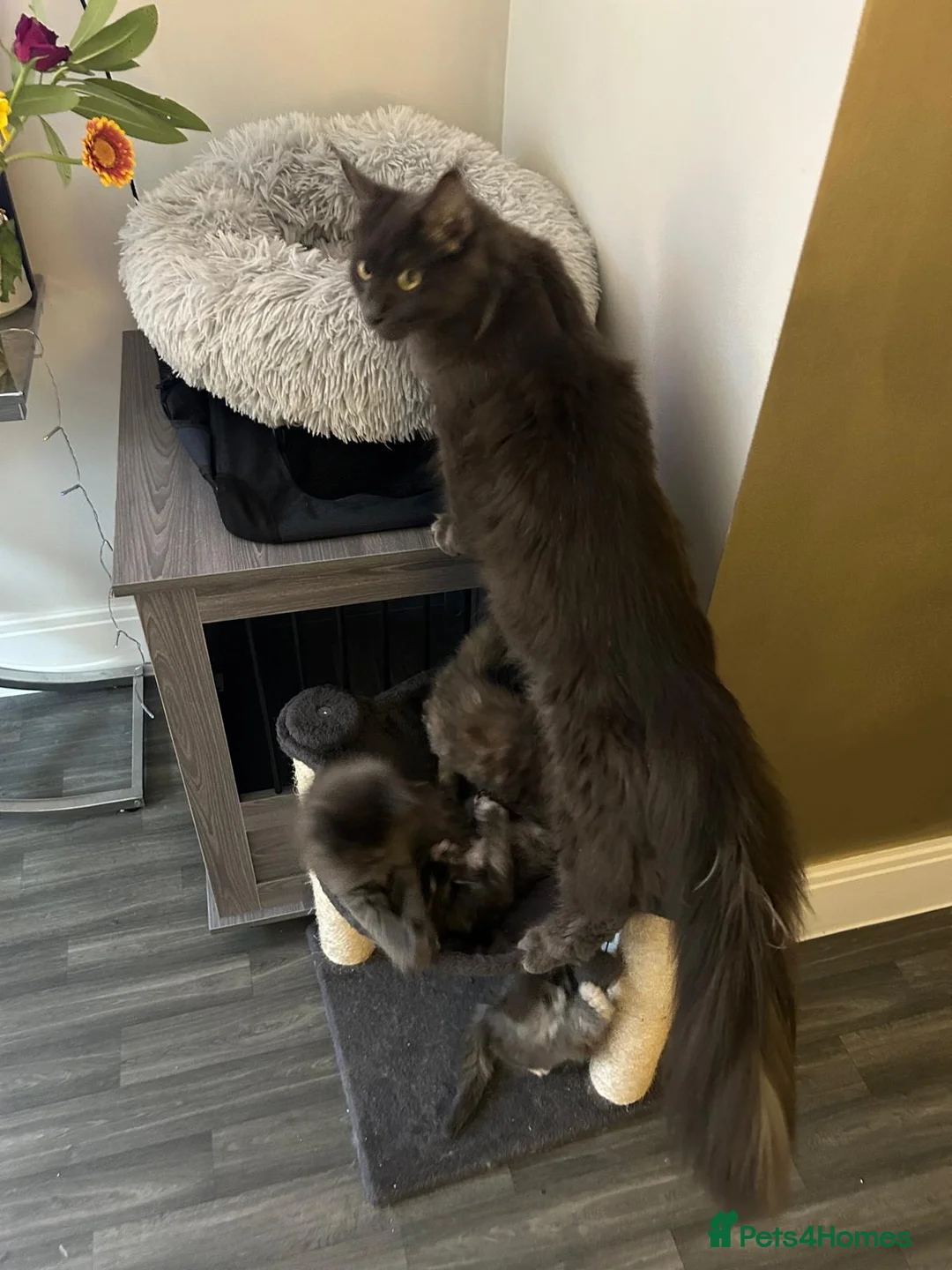 Maine Coon cats for sale: Rare stunning tri blue torti main coon kittens - Advert 9
