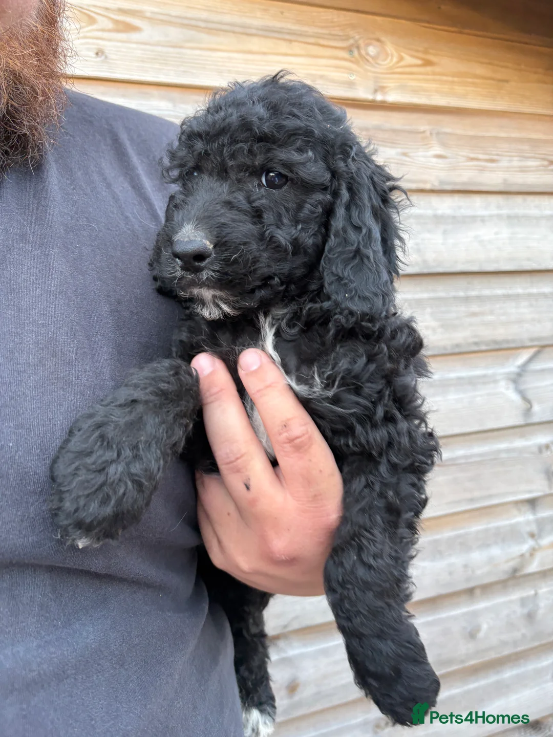 Cockapoo dogs for sale: Cockapoo Puppys  - Advert 2
