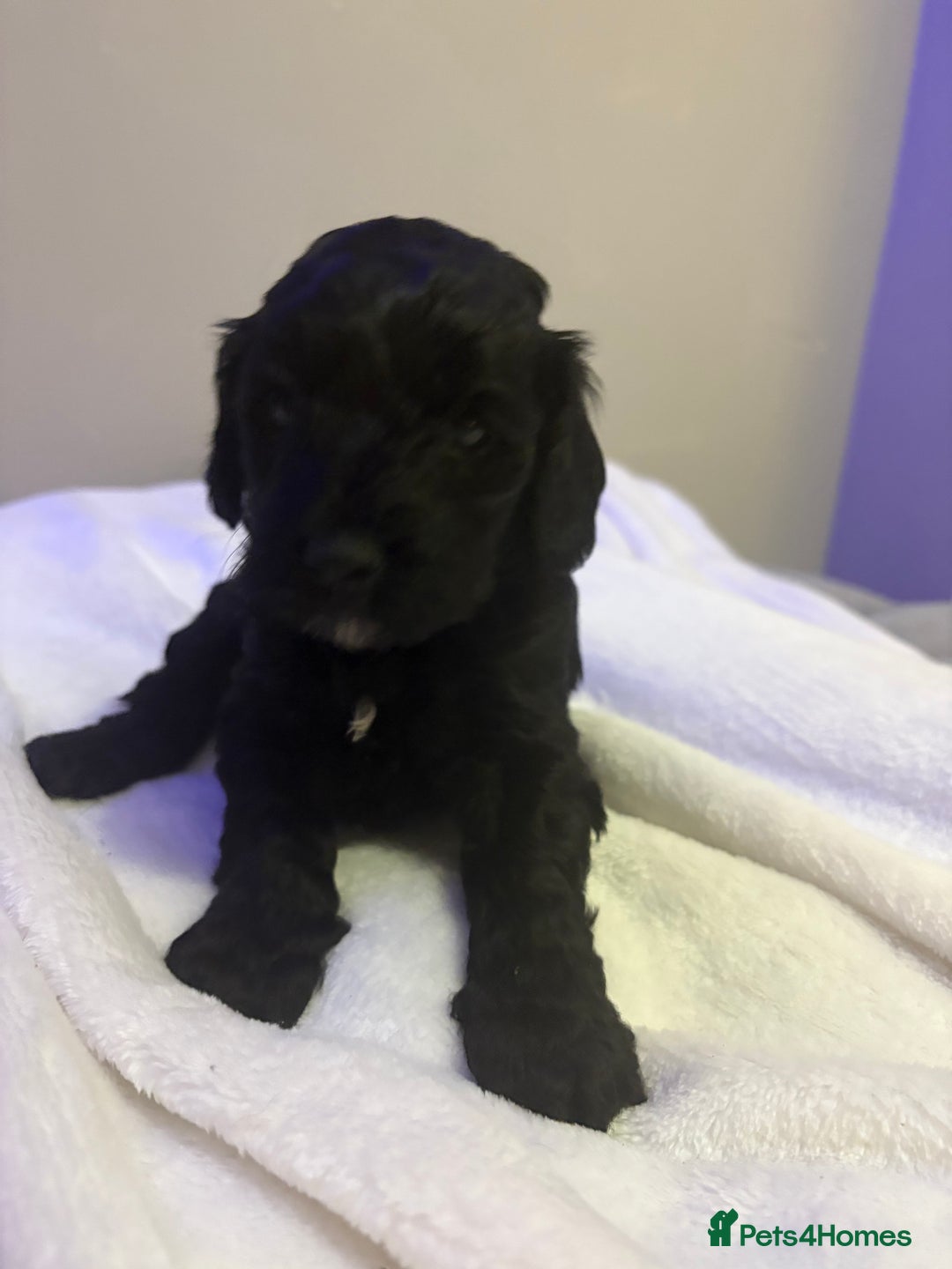 Cavapoo dogs for sale: 2 beautiful cavapoo puppies for sale.  - Advert 3