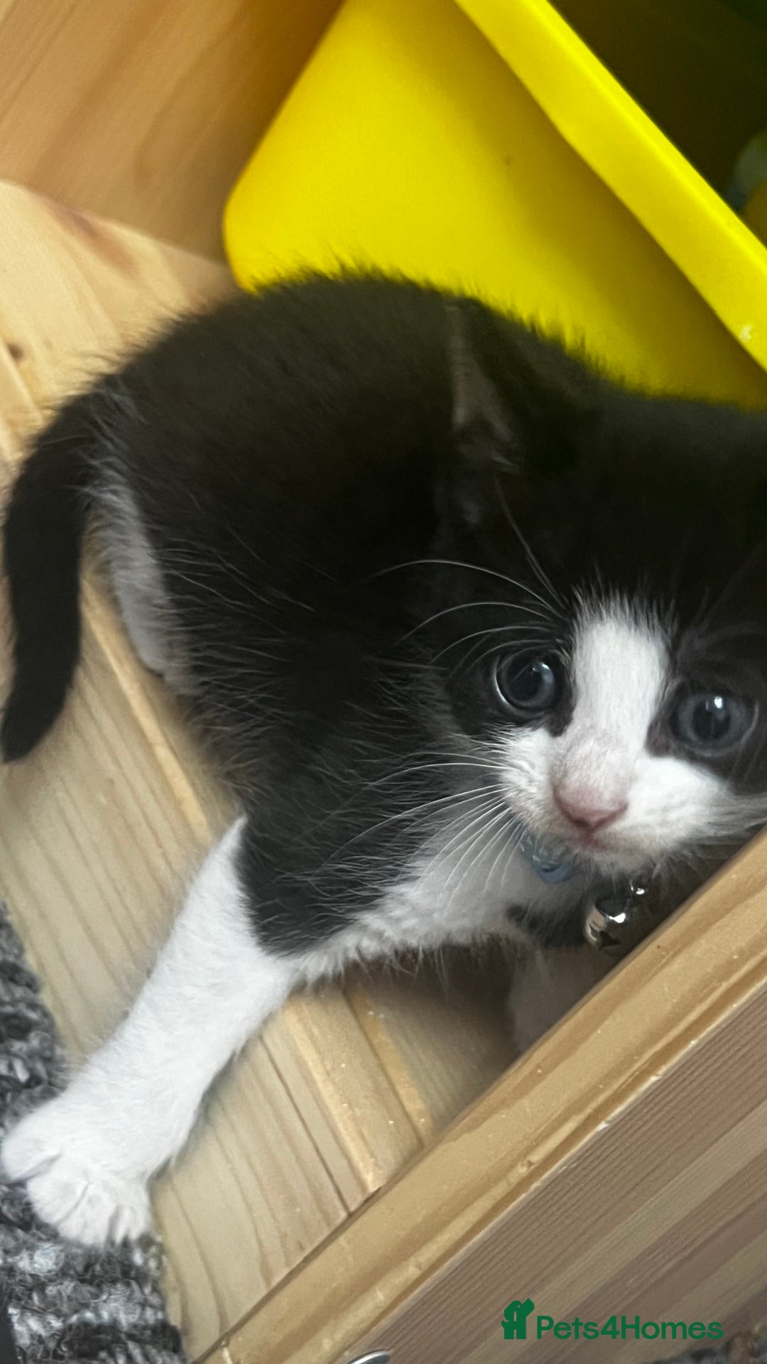 Bengal cats for sale: Beautiful bengals litter of 7😍 - Advert 17