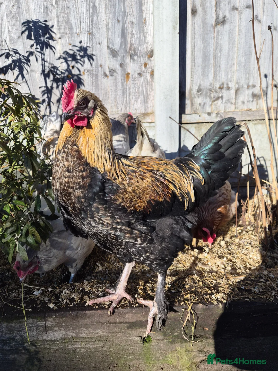 Chickens poultry for sale: Stunning , boy for a good home - Advert 1