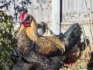 Chickens poultry Stunning , boy for a good home - Advert 1